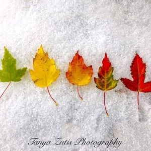 Meet your Posher, Amelia